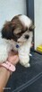 Sprzedam pieski Shih tzu - 13