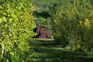 Spacery terapeutyczne po ogrodzie - 9