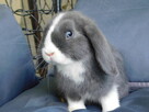 Mini lop niebieskie - 4