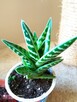 Aloesy kolekcjonerskie i ... - 4