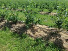 Borówki amerykańskie 25zl / KG ! ! ! - 2