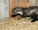 Ocieplenia poddaszy celulozą-PUR, naprawa izolacji po kunach - 4