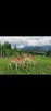 Pokój nr 3 Nocleg Zakopane/Kościelisko Super widok i miejsce - 6