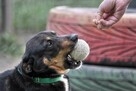 szafir ok.2let. psiak czeka na swojego człowieka TOZ Łódź - 7