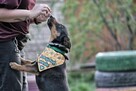 szafir ok.2let. psiak czeka na swojego człowieka TOZ Łódź - 6
