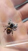 Skakun królewski L4/ L5/ L6 phidippus regius SOROA - 3