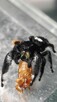 Skakun królewski L4/ L5/ L6 phidippus regius SOROA - 2