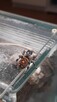 Skakun królewski L4/ L5/ L6 phidippus regius SOROA - 4
