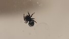 Skakun królewski L4/ L5/ L6 phidippus regius SOROA - 5