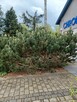 Formowanie drzew i krzewow - 10
