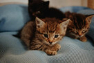Słodkie kociaki, wesołe, rezolutne maluchy! - 3