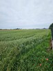 Działka mieszkaniowo-usługowa Winiary Wieś - 2