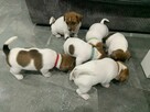 Jack Russell Terrier szczeniak - 4