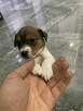 Jack Russell Terrier szczeniak - 7