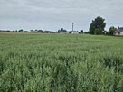Działka mieszkaniowo-usługowa Winiary Wieś - 3