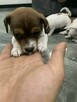Jack Russell terrier szczeniak - 7