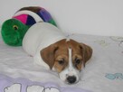 Piesek DRACO , Jack Russell Terrier. - 4