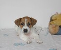 Piesek DRACO , Jack Russell Terrier. - 3