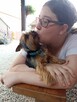 Reproduktor Yorkshire terrier - 3
