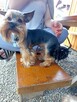 Reproduktor Yorkshire terrier - 5