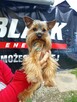 Reproduktor Yorkshire terrier - 4