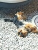 Reproduktor Yorkshire terrier - 2