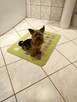 Reproduktor Yorkshire terrier - 6