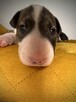 Bullterier - 4