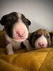Bullterier - 3