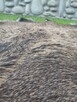 Skóra z Dzika Naturalna Dekoracyjna Skóra z Dzika Dzik - 10