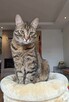 Luna wyjątkowa ok 3 let.buraska czeka na dom Fund.Animals - 3