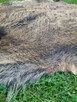 Skóra z Dzika Naturalna Dekoracyjna Skóra z Dzika Dzik - 4