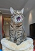 Luna wyjątkowa ok 3 let.buraska czeka na dom Fund.Animals - 4