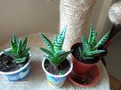 Aloesy kolekcjonerskie i ... - 5