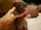 Sphynx Available 7 black Kittens Sfinks mamy 3 mioty kociąt - 8