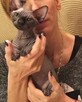 Sphynx Available 7 black Kittens Sfinks mamy 3 mioty kociąt - 14
