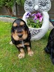 Cocker Spaniel Angielski - 4