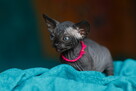 Sphynx Available 7 black Kittens Sfinks mamy 3 mioty kociąt - 7