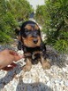 Cocker Spaniel Angielski - 14