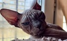 Morgan, Felka kotki czekają na Dom gremlin twarz & gumaguma - 2