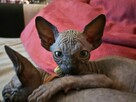 Sphynx Available 7 black Kittens Sfinks mamy 3 mioty kociąt - 10
