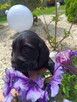 Cocker Spaniel Angielski - 10