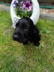 Cocker Spaniel Angielski - 6