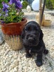 Cocker Spaniel Angielski - 7