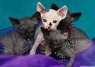 Sphynx Available 7 black Kittens Sfinks mamy 3 mioty kociąt - 12
