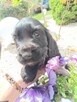 Cocker Spaniel Angielski - 9
