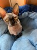 Morgan, Felka kotki czekają na Dom gremlin twarz & gumaguma - 7