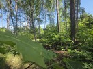Działka budowlana Wiązowna - 15