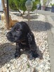 Cocker Spaniel Angielski - 8