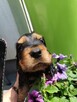 Cocker Spaniel Angielski - 13